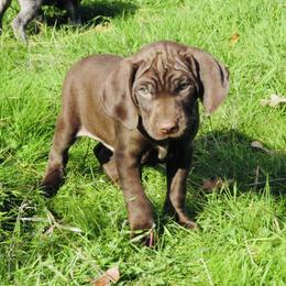 Beth - Liver female German Shorthaired Pointer puppy in Redding, California from Macushla Kennel
