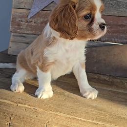Darby - Blenheim male Cavalier King Charles Spaniel puppy in Apple Valley, California from Nancy's Cavalier King Charles Spaniels & Golden Retrievers
