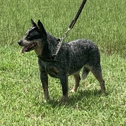 Ann - Australian Cattle Dog