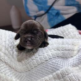 Coco - Brown male Cocker Spaniel puppy in Corcoran, California from Sweetheart Cockers