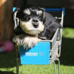 Miniature Schnauzer Puppies from Rose Lane Schnauzers