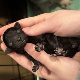 Noelle - Silver female Poodle puppy in Anderson, South Carolina from Stephanie’s Signature Poodles inspired by Sherry Lynn LLC