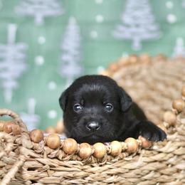 Rufus - Black male Labrador Retriever puppy in Williamston, Sc, South Carolina from Dutton Dog Co & Dalla Grazia Doberman