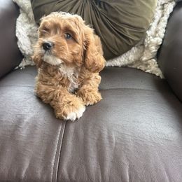 Brooks - Apricot male Cavapoo puppy in Bozrah, Connecticut from Cedar Creek Farm