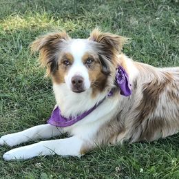 Sydney  - Australian Shepherd