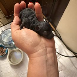 Anise - Black male Poodle puppy in Boyes, Montana from Strawberry Poodle Patch