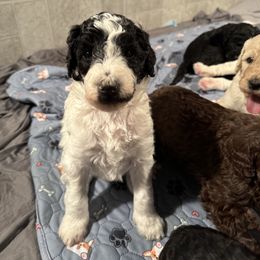 Goldendoodle Puppies from Doodles R Us