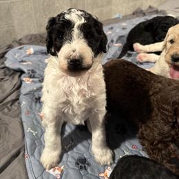 Goldendoodle Puppies from Doodles R Us