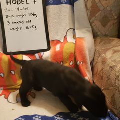 Hodel - Black female Flat-Coated Retriever puppy in Stillwater, Minnesota from Whirlwind Flat-Coated Retrievers