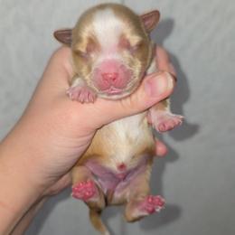 Dark Blonde Male - Gold male Yorkshire Terrier puppy in Lakeland, Florida from You Me & The Yorkies