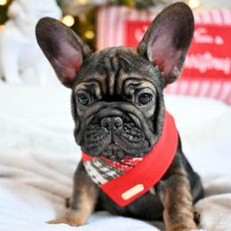 Binx - Fawn male French Bulldog puppy in Keeseville, New York from Big Sky Frenchies