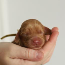 Yellow - Caramel male Australian Labradoodle puppy in Williamstown, New York from Lewis Manor Labradoodles