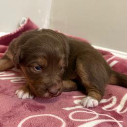 Aurora - Red tri-color female Australian Shepherd puppy in East Hartford, Connecticut from CT Aussies