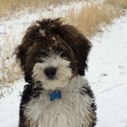 Bernedoodle and Goldendoodle All Grown Up from Dainty Doodle Dogs