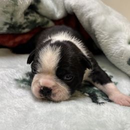 Girl 1 - Boston Terrier puppy from Southern Bulldogs