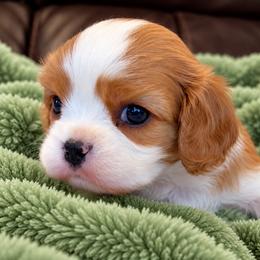 AKC Tucker - Blenheim male Cavalier King Charles Spaniel puppy in Port Angeles, Washington from God Speed Paws