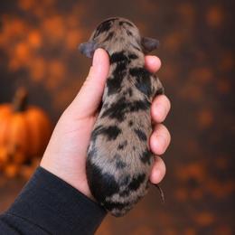 Hocus - Dapple female Dachshund puppy in Lebanon, Ohio from Golden Acres D & B
