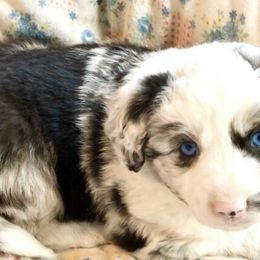 Australian Shepherd and Miniature Australian Shepherd Puppies from Bline's Awesome Aussies
