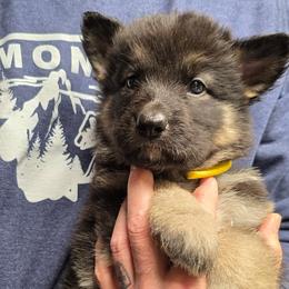 Maserati - Canary Yellow girl - Black and tan female Shiloh Shepherd puppy in Charlo, Montana from IdleWilde Shilohs