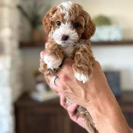 Latte - Apricot male Cavapoo puppy in Sugar City, Idaho from Taylor's Cavapoos