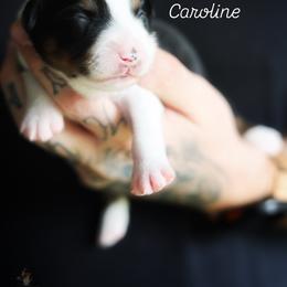 Caroline - Black tri female Miniature American Shepherd puppy in Battle Ground, Washington from Casita Miniature American Shepherds