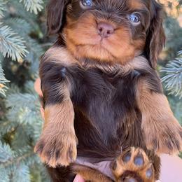 Murphy - Chocolate male Cavalier King Charles Spaniel puppy in Caldwell, Idaho from Treasure Valley Poodles
