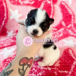 Mira - Black and tan parti female Pomeranian puppy in Idaho Falls, Idaho from Country Life Pomeranians
