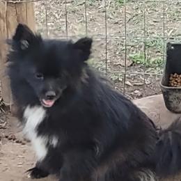 Preta - Pomeranian