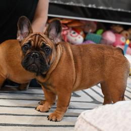 Artemis - Fawn female French Bulldog puppy in Keeseville, New York from Big Sky Frenchies