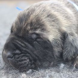 Mastiff Puppies from Fire Creek Mastiffs