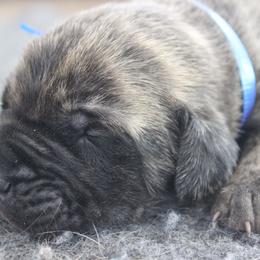 Mastiff Puppies from Fire Creek Mastiffs