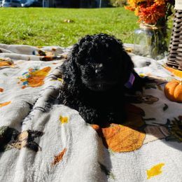 Maltipoo Puppies from Awwws&Pawws