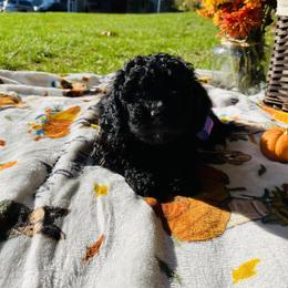 Maltipoo Puppies from Awwws&Pawws