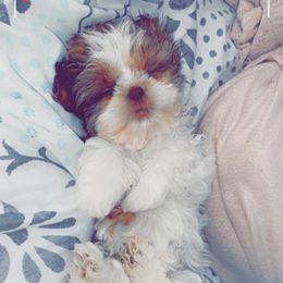 Shih Tzu Puppies from Casa de Santiago