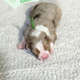Dopey - Red merle male Australian Shepherd puppy in Keytesville, Missouri from Dogwood Lane Canine