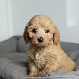Green - Apricot male Australian Labradoodle puppy in Williamstown, New York from Lewis Manor Labradoodles