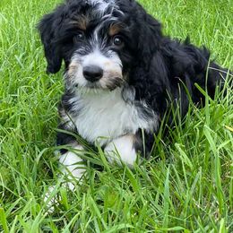 Aussiedoodle and Poodle Puppies from Superior AussieDoodles