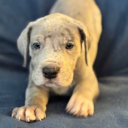 Great Dane Puppies from Mathias Danes
