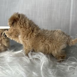 Maltipoos and Poodles from Little Toy Poodles