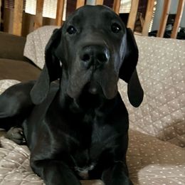 DLF's Lil Bolt Warrior Princess - Black and white female Great Dane puppy in Clayton, Washington from DaneLand Farm