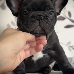 French Bulldog Puppies from HazyDayFrenchies