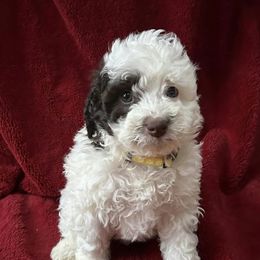 Goldendoodles from Susquehanna Valley Golden Doodles