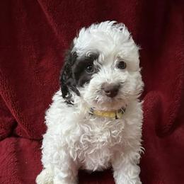 Goldendoodles from Susquehanna Valley Golden Doodles