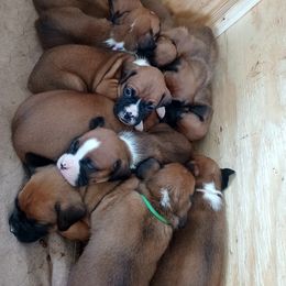 Boxer and Goldendoodle Puppies from PuppyLove