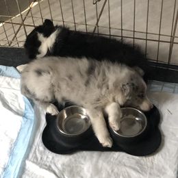 Shetland Sheepdog Puppies from Landers Majestic Shetland Sheepdogs
