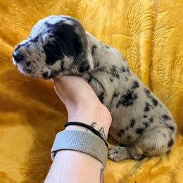 Drake - Merle male Great Dane puppy in Jerusalem, Arkansas from Mara Danes