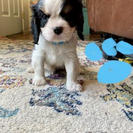 Mr. Light Blue aka (Mohawk) - Tri-color male Cavalier King Charles Spaniel puppy in Rocky Ford, Colorado from Scofield Cavaliers