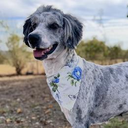 Nova - Sheepadoodle