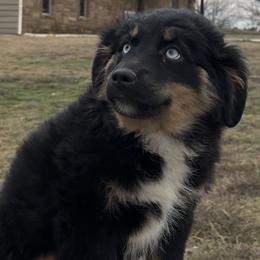 Una - Black tri female Miniature Australian Shepherd puppy in Godley, Texas from Nana and Paws Aussies