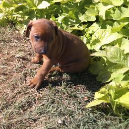 Bruno - Rd whtn blk nose male Rhodesian Ridgeback puppy in Carney, Oklahoma from River Run Parson Russell terriers & River Run Ridgebacks